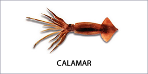 Calamar