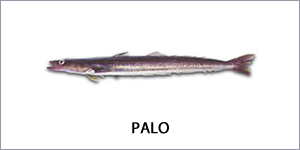 Palo