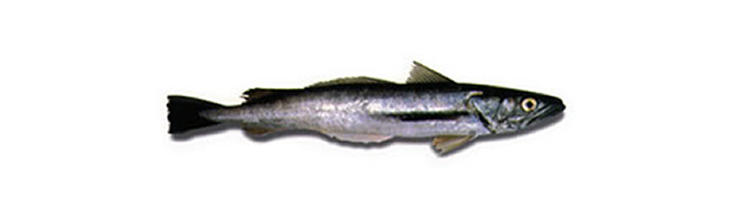 ARGENTINE HAKE, WHITING (Merluccius hubbsi)