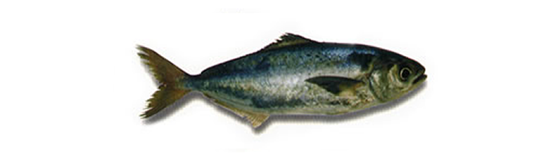 SOUTH ATLANTIC BREAM (Seriolella porosa)