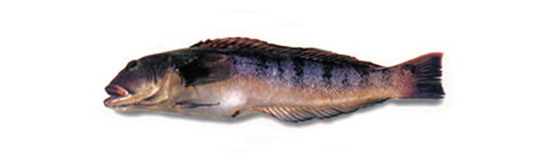 SEA SALMON (Mugiloides samifasciatus)