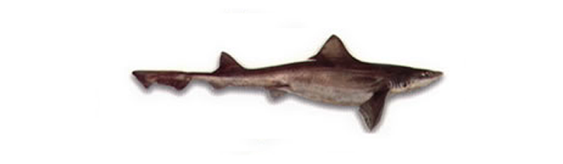 GATUZO (Mustellus schmitti), ÉMISSOLE GATUSO, PALOMBO ATLANTICO, PATAGONISCHER GLATTHAI