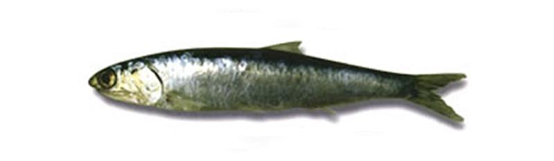 ANCHOITA (Engraulis anchoita), ANCHOIS D'ARGENTINE, ANSJOVIS, ACCIUGA, ARGENTINISCHE 