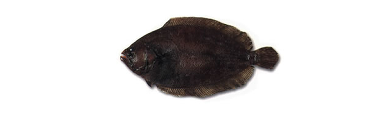 FLOUNDER (Paralichtys Spp)