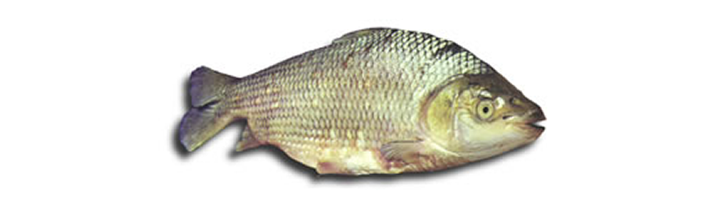 SÁBALO (prchilodus platensis)