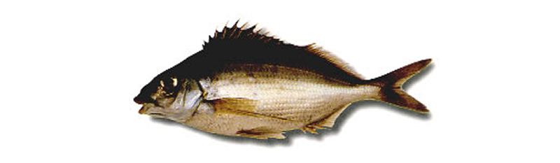 CASTAÑETA (Cheylodactylus bergi), HAWKFISH