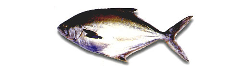 PALOMETA (Paronis signata), PARON LEATHERJACK