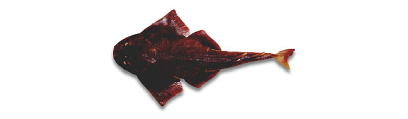 PEZ ÁNGEL (percophis(Squantina argentia), ARGENTINE ANGEL SHARK