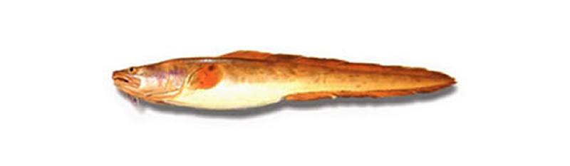 ABADEJO (Genypterus blacodes) ROSADA, MARUCA, ABADECHE DU CAP, RINGU