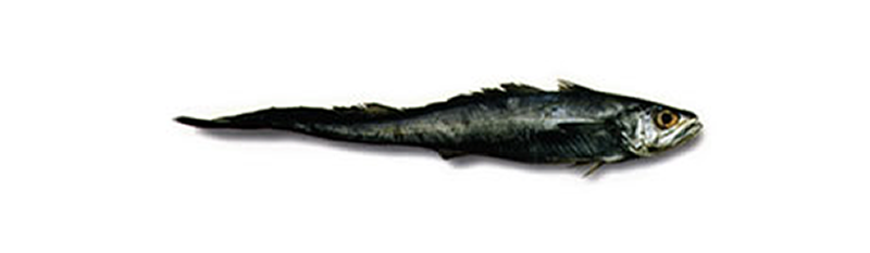 MERLUZA DE COLA (Macroronus magellanicus) HOKI