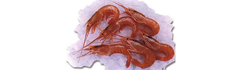 LANGOSTINO (Pleoticus muelleri) CREVETTE, KREVETEN, CAMARAO, GAMBERI