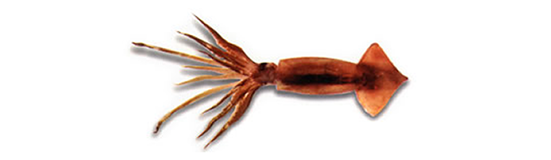 CALAMAR (Illex argentinus) POTA, LULA, IKA, CALAMARI, TOTANO
