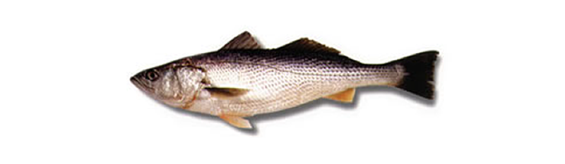 STRIPPED WEAK FISH, SEA TROUT (Cynoscion striatus)