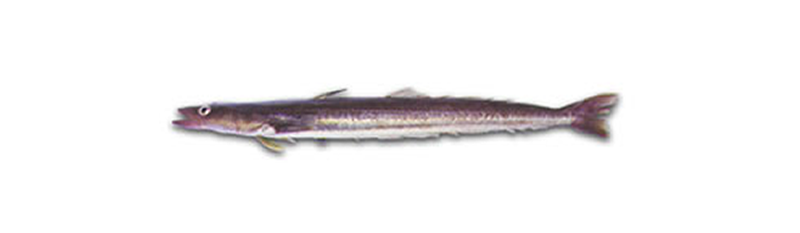 PALO (percophis brasiliensis)