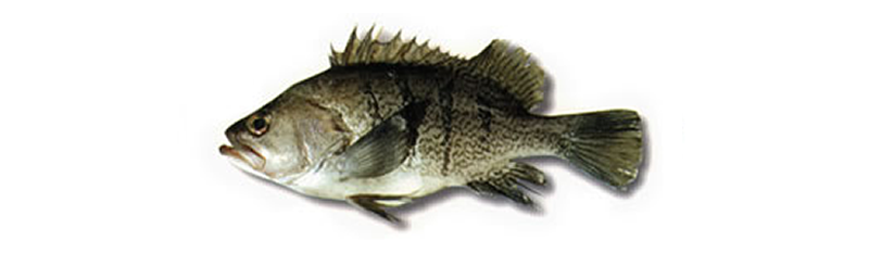 MERO (Acanthistius brasilianus), GAROUPA, CERNIA, SCIARRANO